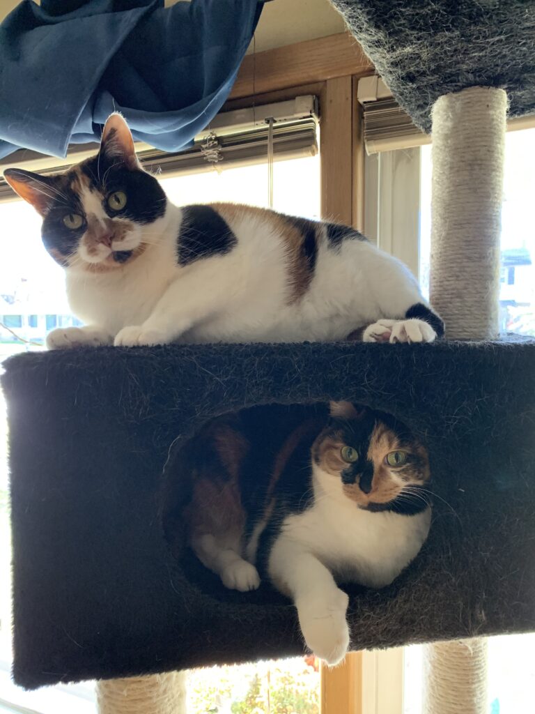 Calico Cats