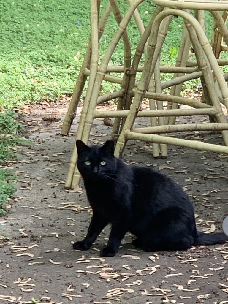 Black feral cat